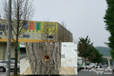 대구 북구 은행나무 6그루 제초제로 고사돼…경찰 수사 나서