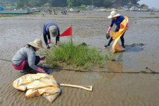 충남 서천 바닷가 갯벌 파괴자 갯끈풀 긴급 방제
