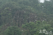 녹조·악취 진동하는 안동댐…"이런 곳에서 어떻게"