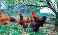 진짜 친환경 계란을 찾아라 생협으로 몰리는 소비자들