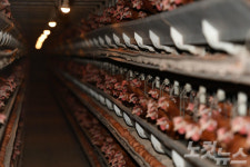 살충제 맞은 괴물 파리…시속100km 에도 버틴다