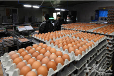 살충제 달걀 파문 확산…경북도 안전 관리 대책 시행