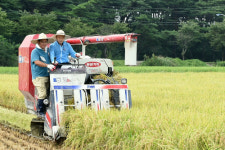 경주지역 첫 벼 베기 행사 가져