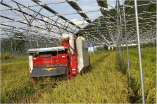 태양광발전단지 벼 수확, 미설치 벼와 동일 수준