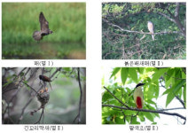 제주 물장오리오름은 멸종위기조류 천국