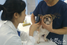 유기동물 치료·입양 전문센터 마포에 개원