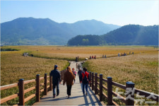 순천만습지 갈대밭, 가을바람에 살랑이는 황금물결 한창