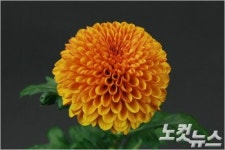 경남농기원, 수·출입 대체 신품종 개발 박차