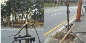 올림픽도시 강릉서 가로수 무단훼손…경찰 수사