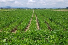 정부, 올해 콩 3만 5천톤 수매··수매가 2.2% 인상