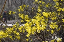 봄이 왔어요