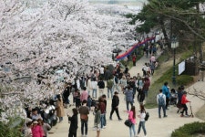 벚꽃의 향연으로…강릉경포벚꽃잔치 6일 개막