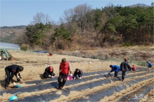 감자 심어 이웃돕기 나선 칠곡 면사무소 직원들