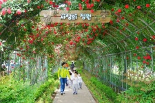 순천시 풍덕동 19일 장미축제
