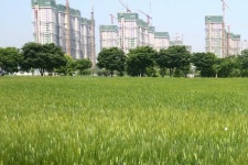 안산 단원구청 앞에 보리밭 물결, 시민들 발길 잡아 