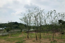 승촌공원에 큰 나무 300주 심어 녹음 만들었다