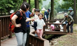 국내 최대 조림지 강진 초당림서 숲속 힐링 체험
