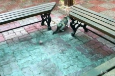 강릉 초등학교 운동장서 고양이 훼손사체 또 발견