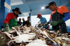 충남 태안에서 꽃게잡이 본격 시작