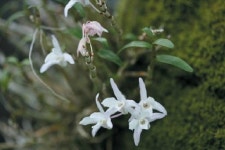 고창군 등 멸종위기식물 석곡 증식 복원 나서