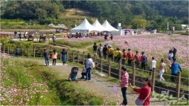 도심 속 꽃의 향기…장동 계족산 코스모스축제