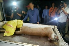 대전오월드 퓨마 탈출 관리 소홀 드러나…동물원장 중징계