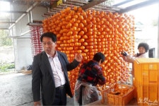 명품 상주곶감 생산 본격…풍작 예상