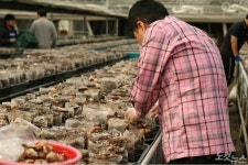 [르포] 발달장애 청년들 일터로 거듭난 여주 스마트팜