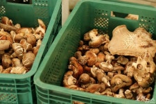 [르포] 발달장애 청년들 일터로 거듭난 여주 스마트팜