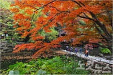 전남 장성 백양 애기 단풍 절정