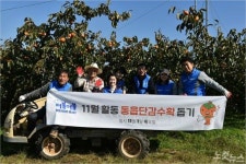 더불더불봉사단, 단감농장서 일손돕기 봉사활동