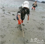 낙지목장 조성사업, 갯벌낙지 증대효과 커