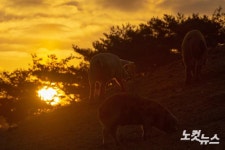 황금돼지처럼 풍요로운 한 해 되세요