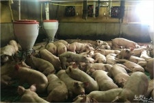 내 아이에게 항생제 고기 먹이시겠습니까?