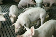 전북도, 전담팀 구성 등 축산악취 저감 원년선포 