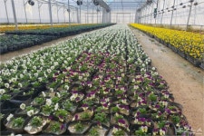 천만그루 정원도시 전주의 봄, 향긋한 꽃내음 물씬