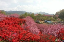 “전주의 봄, 완산꽃동산에서 느끼세요!”