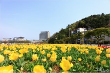 튤립으로 물든 통영 트라이애슬론 광장