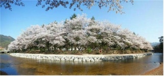 속리산 벚꽃 개화…다음주 절정