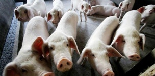 100% 폐사 아프리카돼지열병 중국 전역으로 확산