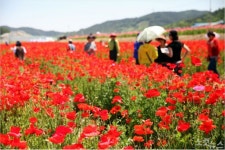 양귀비 꽃천지 하동 북천 꽃양귀비축제 17일 개막