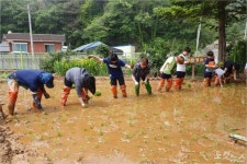 강원도 삼척남초등학교 마을공동체 모내기 체험