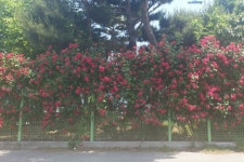 완주산업단지에서 장미꽃 인증샷 인기