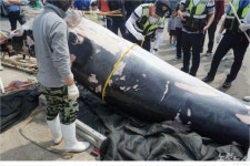 전북 부안서 죽은 밍크고래 발견