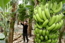 [포토] 경남 지리산 자락 산청 바나나 출하