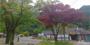 지리산 점령한 日단풍…국립공원 왜색 건재