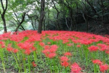 선운사 상사화 만개…고창에 가면 가을 탄다