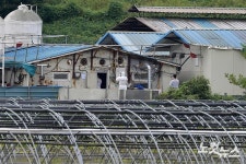 아프리카돼지열병 발생한 파주 양돈농가