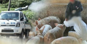 경기 김포서 아프리카돼지열병 의심 신고…긴급 방역(종합)