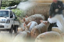 [속보] 경기 양주서 또 아프리카돼지열병 의심 신고